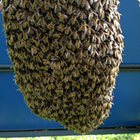 Grappe d’abeilles sur une branche – Essonne (91)