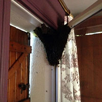 Récupération colonie d’abeilles dans une fenêtre - Gif-sur-Yvette (91190)