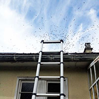 Destruction d’un nid de guêpes dans caisson de toiture inaccessible - Évry (91000)