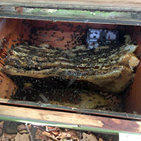 Enlèvement colonie d’abeilles en grande hauteur – Montfort l’Amaury (78490)