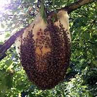 Colonie d’abeilles à 12 m de hauteur dans un arbre – Sainte-Geneviève-des-Bois (91700)