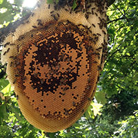 Rayon de cire d’une colonie d’abeilles pour un syndic – Sainte-Geneviève-des-Bois (91700)