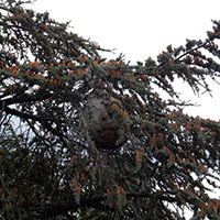 Destruction d’un nid secondaire de frelons asiatiques – Yvelines (78)