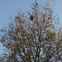 Destruction d’un nid de frelons asiatiques à 15 m de hauteur – Essonne (91)